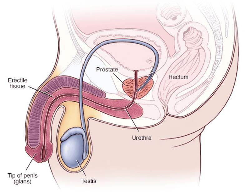 Vaginoplasty diagram 1